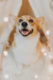 Pembroke Welsh Corgi Being Cute