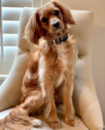 Puppy For Sale - Florida Fur Babies Puppy For Sale - Florida Fur Babies