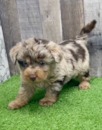 Cute Labrapoo Poodle Mix Pup
