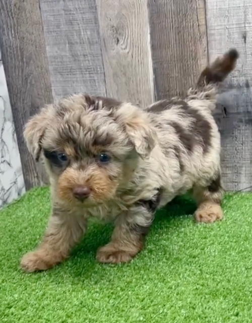 Cute Labrapoo Poodle Mix Pup