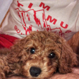 Cute Cocker Spaniel Poodle Mix Pup