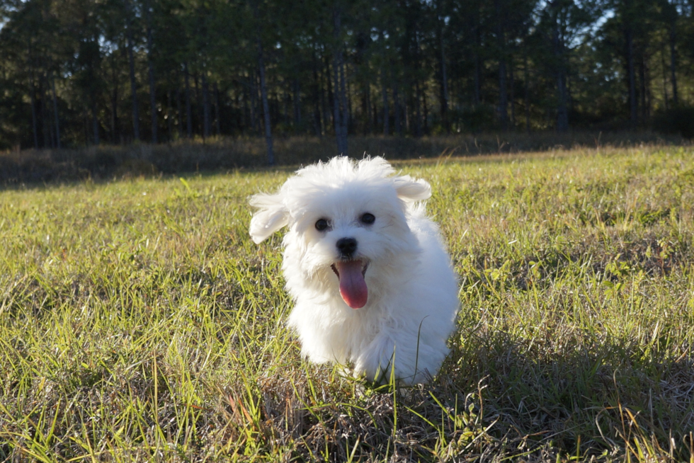 Meet Snowflake - our Maltese Puppy Photo 3/3 - Florida Fur Babies