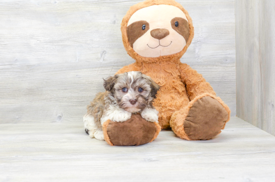 13 week old Havanese Puppy For Sale - Florida Fur Babies