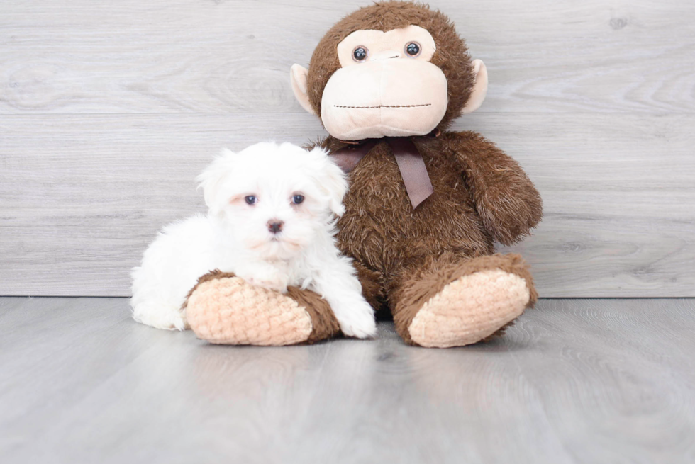 Meet Max - our Maltese Puppy Photo 3/3 - Florida Fur Babies
