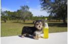 Meet Bucky - our Morkie Puppy Photo 3/3 - Florida Fur Babies