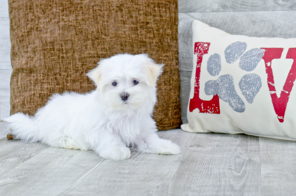 Meet Aspen - our Maltese Puppy Photo 4/4 - Florida Fur Babies