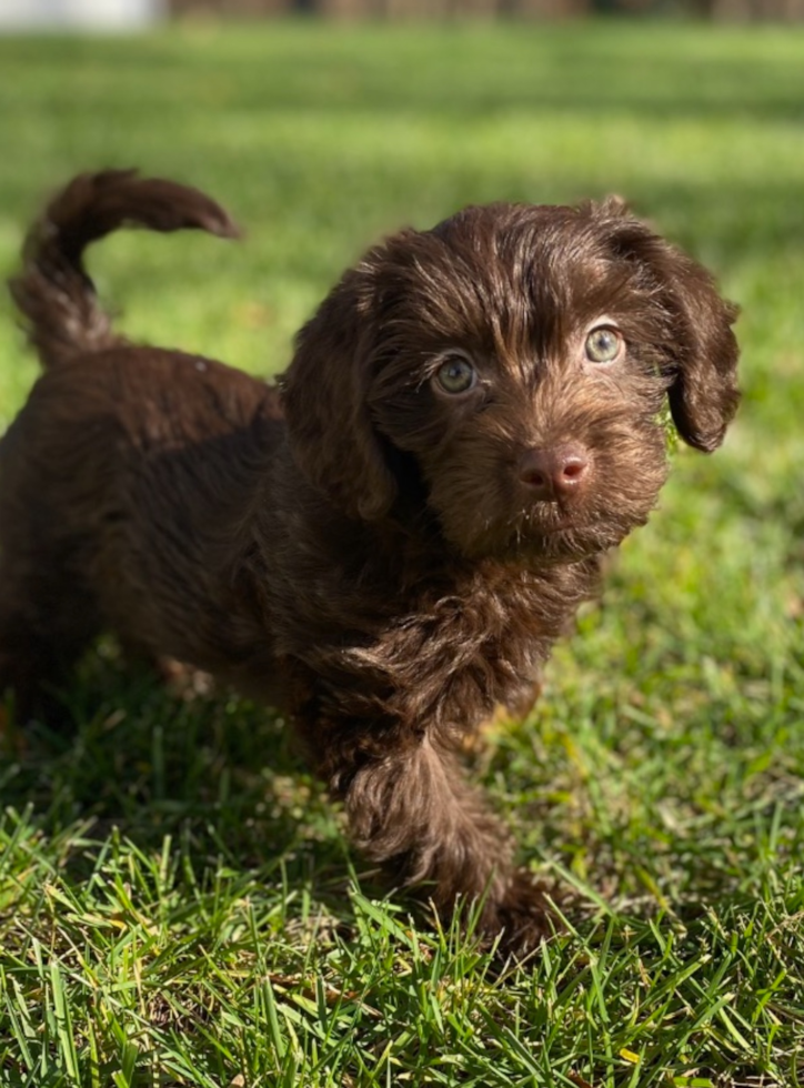 Mini Labradoodle Being Cute
