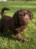 Mini Labradoodle Being Cute Mini Labradoodle Being Cute