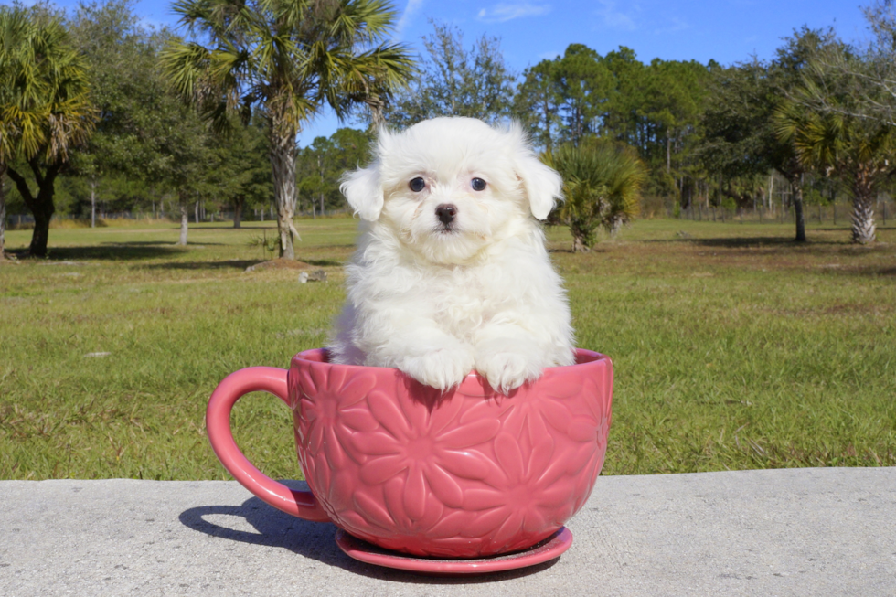Meet Kirby - our Maltipom Puppy Photo 1/5 - Florida Fur Babies