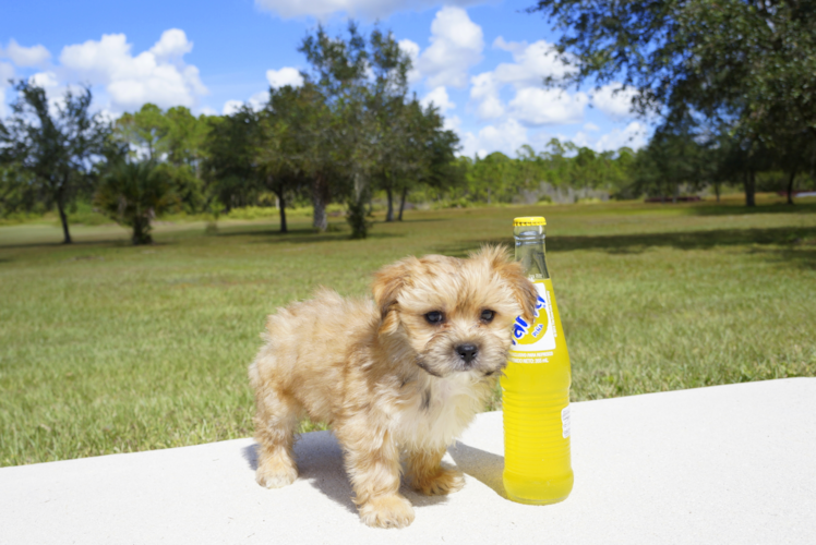 Meet River - our Morkie Puppy Photo 5/5 - Florida Fur Babies