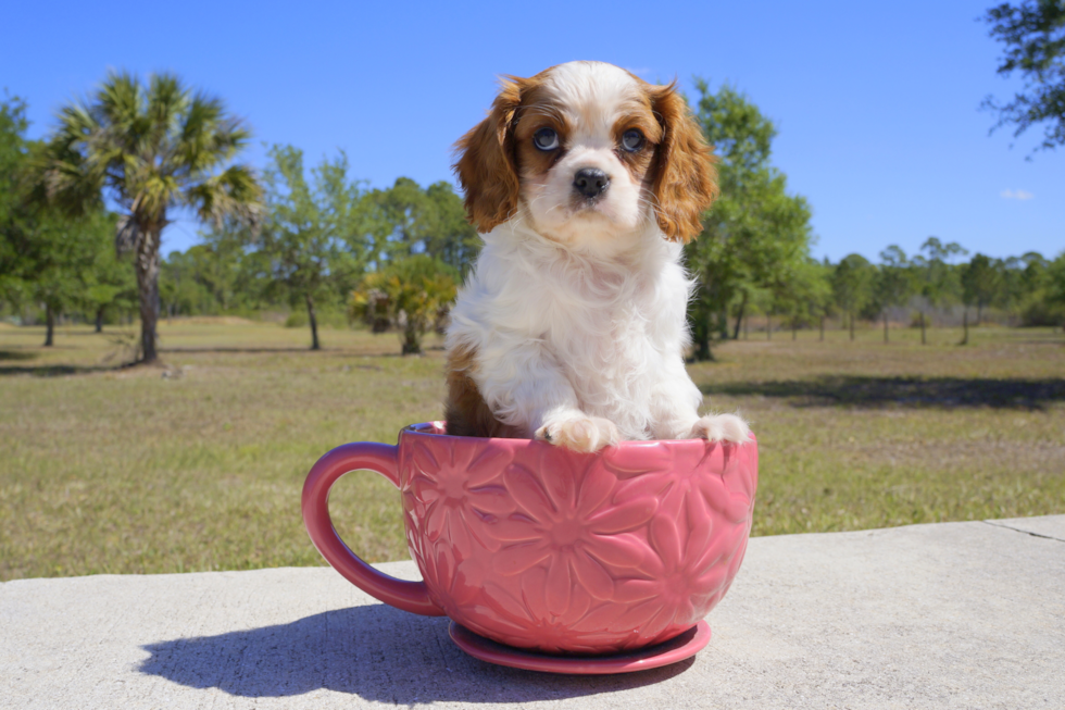 Meet Gaston - our Cavalier King Charles Spaniel Puppy Photo 2/3 - Florida Fur Babies