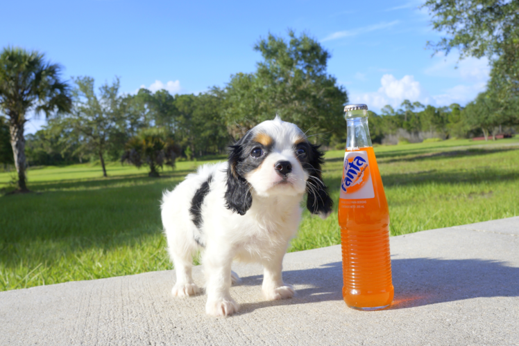 Meet Ethan - our Cavalier King Charles Spaniel Puppy Photo 3/4 - Florida Fur Babies