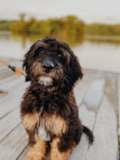 Cute English Sheep Poodle Mix Pup