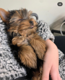 Cute Yorkie Purebred Pup
