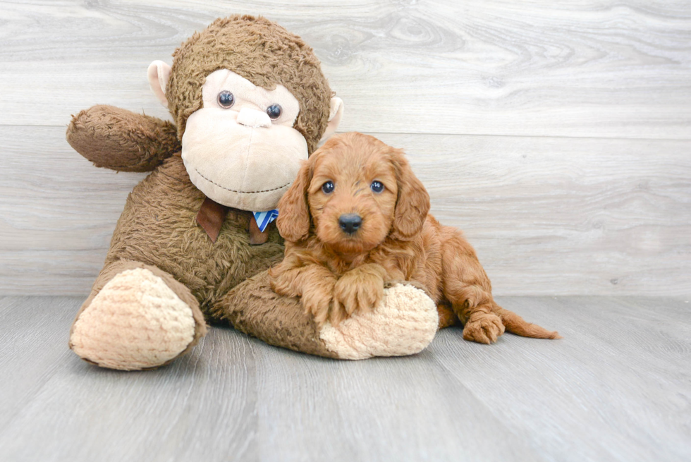 Meet Gus - our Mini Goldendoodle Puppy Photo 1/3 - Florida Fur Babies