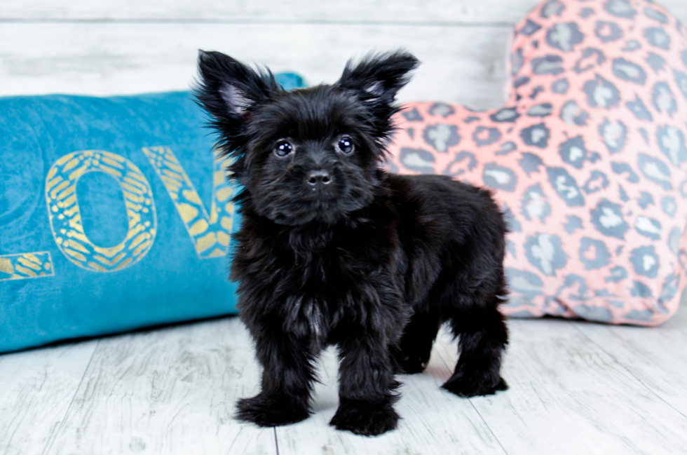 Meet  Luna - our Morkie Puppy Photo 4/4 - Florida Fur Babies