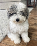 Cute Mini Sheepadoodle Poodle Mix Pup Cute Mini Sheepadoodle Poodle Mix Pup