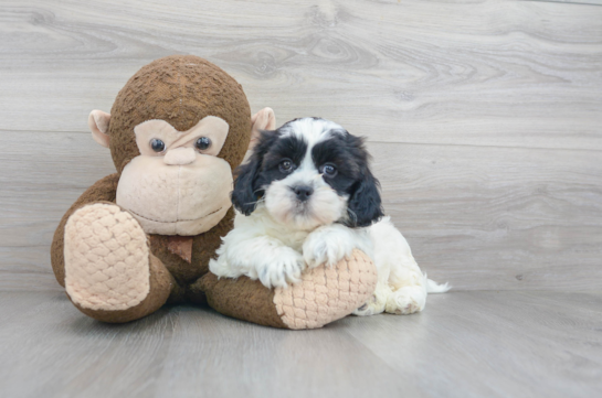 21 week old Shih Poo Puppy For Sale - Florida Fur Babies