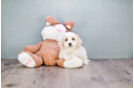 Meet William - our Cavachon Puppy Photo 2/4 - Florida Fur Babies