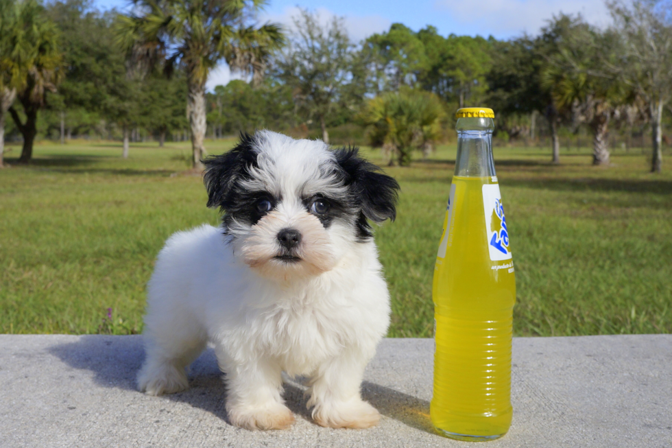 Meet Sherri - our Havanese Puppy Photo 1/4 - Florida Fur Babies