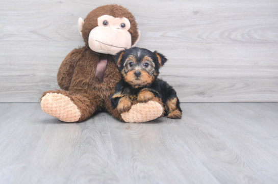 17 week old Yorkshire Terrier Puppy For Sale - Florida Fur Babies