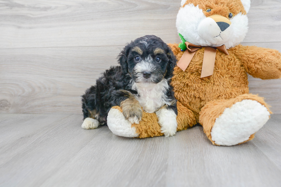 Meet Dawson - our Mini Bernedoodle Puppy Photo 2/3 - Florida Fur Babies