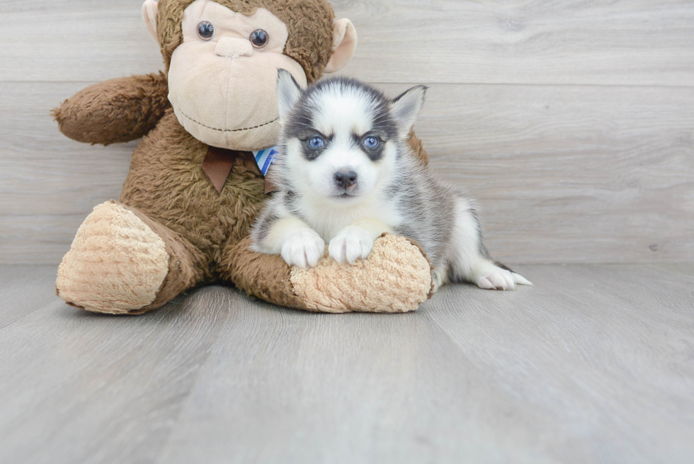 Meet Selma - our Pomsky Puppy Photo 1/3 - Florida Fur Babies
