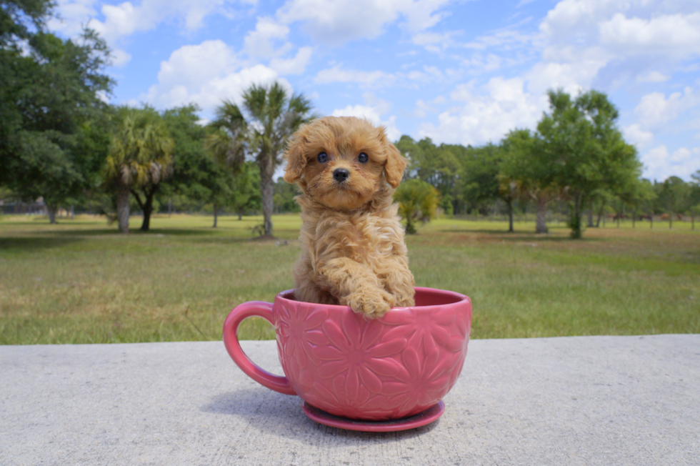 Meet Beauty - our Cavapoo Puppy Photo 2/6 - Florida Fur Babies