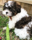 Puppy For Sale - Florida Fur Babies Puppy For Sale - Florida Fur Babies