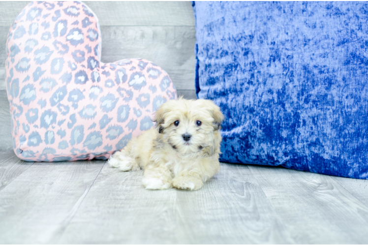 Meet  Lily - our Havanese Puppy Photo 1/4 - Florida Fur Babies
