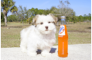 Meet Einstine - our Havanese Puppy Photo 5/5 - Florida Fur Babies