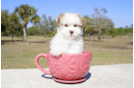 Meet Einstine - our Havanese Puppy Photo 4/5 - Florida Fur Babies