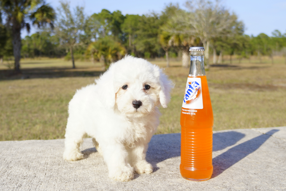 Meet Authur - our Maltipoo Puppy Photo 3/3 - Florida Fur Babies