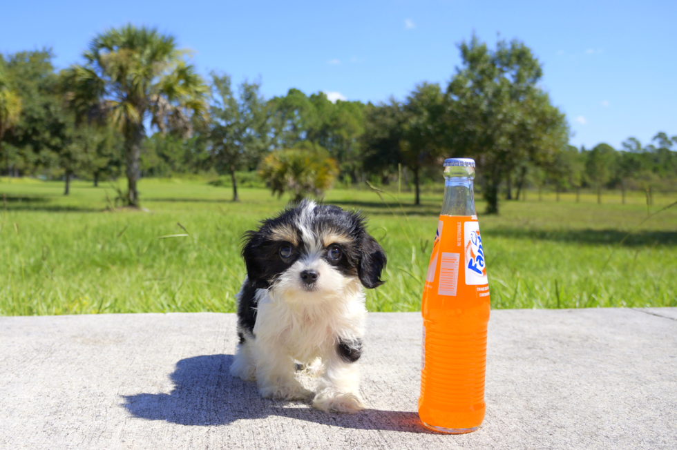 Meet Loui Queen - our Cavachon Puppy Photo 2/2 - Florida Fur Babies