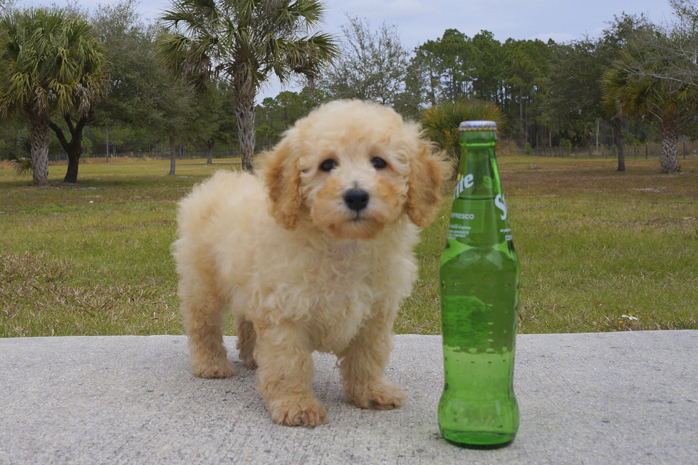 Meet Mikey - our Maltipoo Puppy Photo 1/4 - Florida Fur Babies