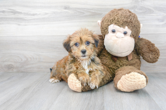 10 week old Shorkie Puppy For Sale - Florida Fur Babies