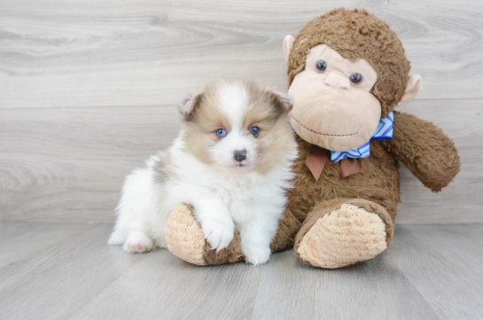 17 week old Pomeranian Puppy For Sale - Florida Fur Babies
