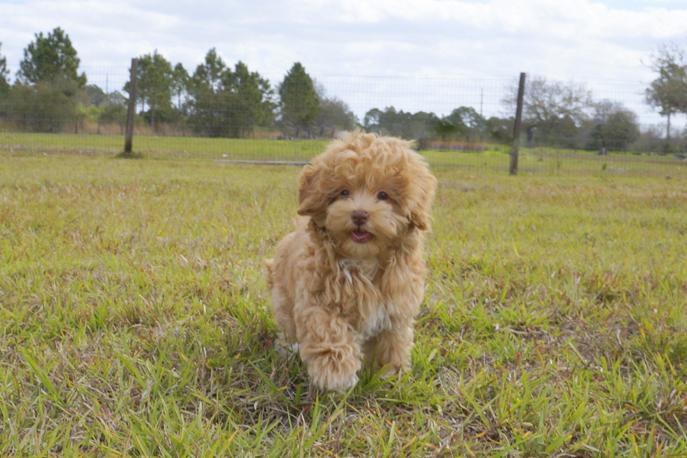 Meet Matthew - our Cavapoo Puppy Photo 3/3 - Florida Fur Babies