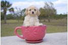 Meet  Elizabeth - our Cavapoo Puppy Photo 3/5 - Florida Fur Babies
