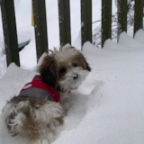 Poochon Being Cute Poochon Being Cute
