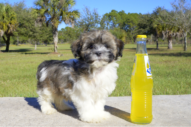 Meet Leopold - our Havanese Puppy Photo 1/4 - Florida Fur Babies