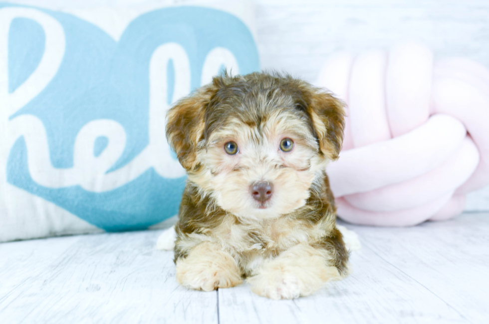 Meet  Megan - our Morkie Puppy Photo 4/5 - Florida Fur Babies