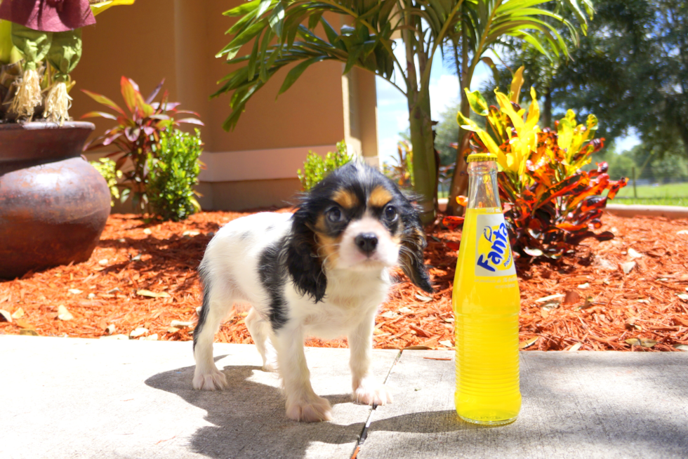 Meet Dashing Lady - our Cavalier King Charles Spaniel Puppy Photo 3/3 - Florida Fur Babies