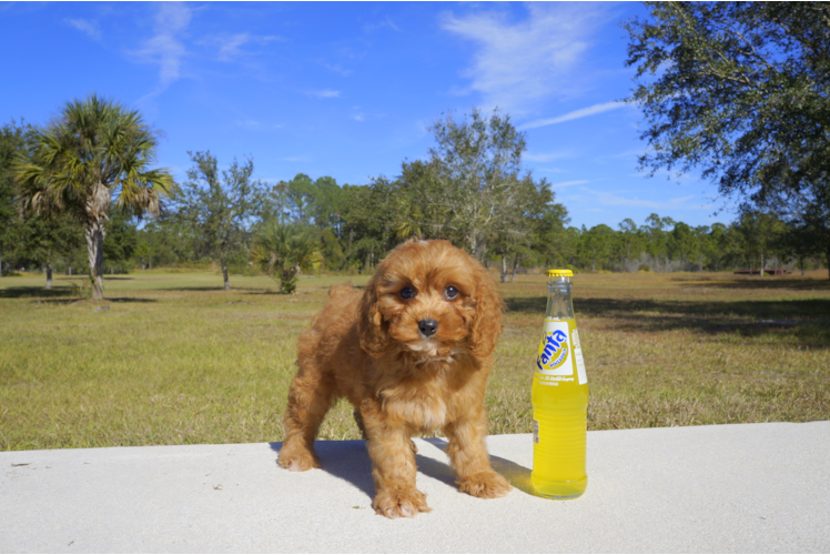 Meet  Buddy - our Cavapoo Puppy Photo 3/3 - Florida Fur Babies