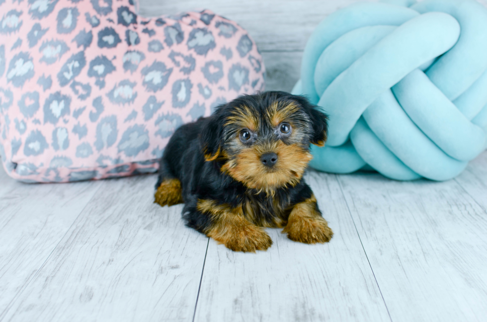 Meet  Dickens - our Yorkshire Terrier Puppy Photo 3/5 - Florida Fur Babies