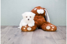 Meet Jason - our Maltese Puppy Photo 2/3 - Florida Fur Babies