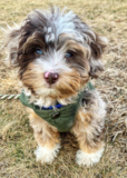 Cute Australian Poodle Mix Pup Cute Australian Poodle Mix Pup