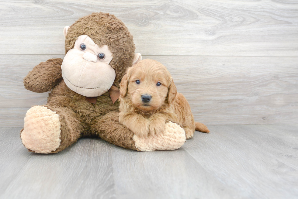 Meet Astro - our Mini Goldendoodle Puppy Photo 2/3 - Florida Fur Babies