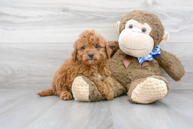 Meet T-Bone - our Mini Goldendoodle Puppy Photo 1/3 - Florida Fur Babies