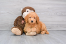 Meet Rubble - our Mini Goldendoodle Puppy Photo 1/3 - Florida Fur Babies
